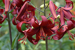 Red Velvet Lily (Lilium 'Red Velvet') at Lakeshore Garden Centres