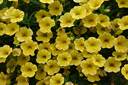 Superbells Yellow Calibrachoa (Calibrachoa 'Balcal1004') at Lakeshore Garden Centres