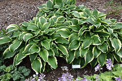 Kifukuren Hyuga Hosta (Hosta 'Kifukuren Hyuga') at Lakeshore Garden Centres
