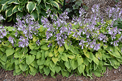 Gold Drop Hosta (Hosta 'Gold Drop') at Lakeshore Garden Centres