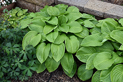 Aphrodite Hosta (Hosta 'Aphrodite') at Lakeshore Garden Centres