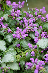 Purple Chablis Spotted Dead Nettle (Lamium maculatum 'Purple Chablis') at Lakeshore Garden Centres