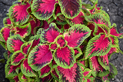 Watermelon Coleus (Solenostemon scutellarioides 'Watermelon') at Lakeshore Garden Centres