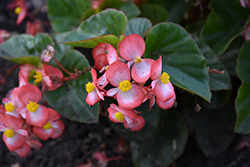 BabyWing Pink Bicolor Begonia (Begonia 'BabyWing Pink Bicolor') at Lakeshore Garden Centres