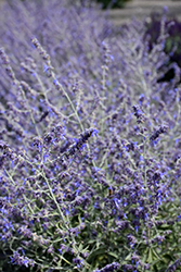 Crazy Blue Russian Sage (Perovskia atriplicifolia 'Crazy Blue') at Peter Knippel Garden Centre