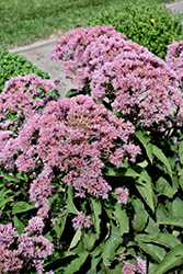 Glenda Joe Pye Weed (Eupatorium maculatum 'Glenda') at Lakeshore Garden Centres