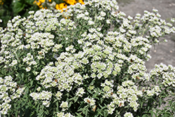 Hairy Mountain Mint (Pycnanthemum verticillatum var. pilosum) at Lakeshore Garden Centres