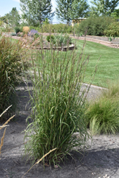 Pawnee Bluestem (Andropogon gerardii 'Pawnee') at Lakeshore Garden Centres
