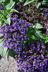 Mini Marine Heliotrope (Heliotropium arborescens 'Mini Marine') at Lakeshore Garden Centres