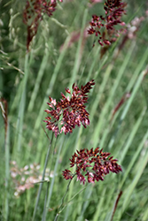 Pink Crystals Ruby Grass (Melinis nerviglumis 'Pink Crystals') at Lakeshore Garden Centres