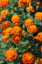 Janie Harmony Marigold (Tagetes patula 'Janie Harmony') at Lakeshore Garden Centres