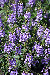 Serenita Sky Blue Angelonia (Angelonia angustifolia 'Serenita Sky Blue') at Lakeshore Garden Centres