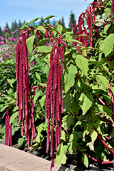 Love Lies Bleeding (Amaranthus caudatus) at Lakeshore Garden Centres