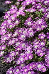 Stardust Ice Plant (Delosperma floribundum 'Stardust') at Lakeshore Garden Centres