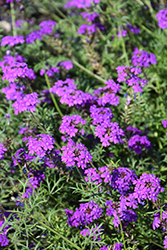 Imagination Verbena (Verbena 'Imagination') at Lakeshore Garden Centres