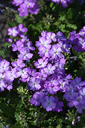 Tuscany Lavender Picotee Verbena (Verbena 'Tuscany Lavender Picotee') at Lakeshore Garden Centres