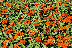 Zahara XL Fire Zinnia (Zinnia 'Zahara XL Fire') at Lakeshore Garden Centres