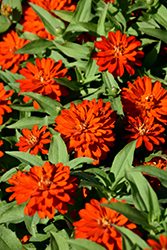 Zahara Double Fire Zinnia (Zinnia 'Zahara Double Fire') at Lakeshore Garden Centres
