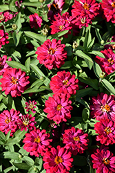 Zahara Double Cherry Zinnia (Zinnia 'Zahara Double Cherry') at Lakeshore Garden Centres