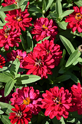 Zahara Double Hot Cherry Zinnia (Zinnia 'Zahara Double Hot Cherry') at Lakeshore Garden Centres