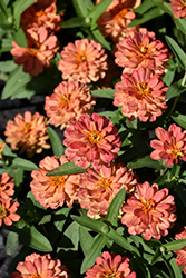 Zahara Double Deep Salmon Zinnia (Zinnia 'Zahara Double Deep Salmon') at Lakeshore Garden Centres