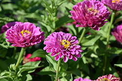 Purple Prince Zinnia (Zinnia 'Purple Prince') at Lakeshore Garden Centres