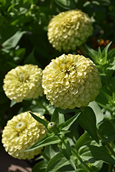 Envy Zinnia (Zinnia elegans 'Envy') at Lakeshore Garden Centres