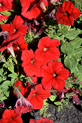 Celebrity Scarlet Petunia (Petunia 'Celebrity Scarlet') at Lakeshore Garden Centres