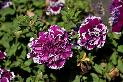 Pirouette Purple Petunia (Petunia 'Pirouette Purple') at Lakeshore Garden Centres