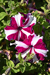 Ultra Crimson Star Petunia (Petunia 'Ultra Crimson Star') at Lakeshore Garden Centres