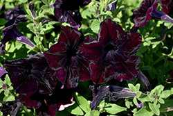 Sophistica Blackberry Petunia (Petunia 'Sophistica Blackberry') at Lakeshore Garden Centres