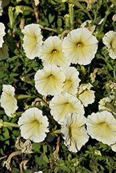 Horizon Yellow Petunia (Petunia 'Horizon Yellow') at Lakeshore Garden Centres