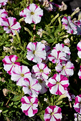 Picobella Rose Star Petunia (Petunia 'Picobella Rose Star') at Lakeshore Garden Centres