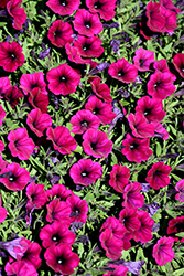 Shock Wave Deep Purple Petunia (Petunia 'Shock Wave Deep Purple') at Lakeshore Garden Centres