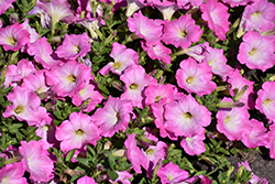 Opera Supreme Pink Morn Petunia (Petunia 'Opera Supreme Pink Morn') at Lakeshore Garden Centres