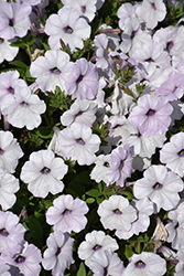 Easy Wave Silver Petunia (Petunia 'Easy Wave Silver') at Lakeshore Garden Centres