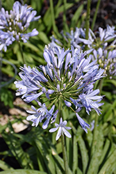 Barley Blue Agapanthus (Agapanthus 'Barley Blue') at Lakeshore Garden Centres
