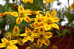 Beedance Red Stripe Bidens (Bidens 'Beedance Red Stripe') at Lakeshore Garden Centres