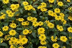 Tsavo Compact Yellow Ice Creeping Zinnia (Sanvitalia procumbens 'Tsavo Compact Yellow Ice') at Lakeshore Garden Centres