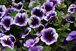 Potunia Purple Halo Petunia (Petunia 'Potunia Purple Halo') at Lakeshore Garden Centres