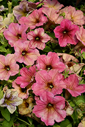 Crazytunia Terracotta Petunia (Petunia 'Crazytunia Terracotta') at Lakeshore Garden Centres