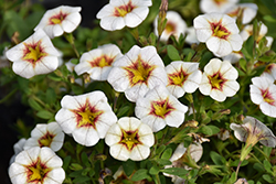 Superbells Frostfire Calibrachoa (Calibrachoa 'Superbells Frostfire') at Lakeshore Garden Centres