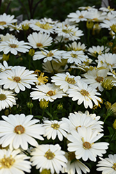 3D Lemon Ice African Daisy (Osteospermum '3D Lemon Ice') at Lakeshore Garden Centres