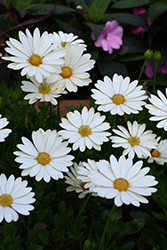 Voltage White African Daisy (Osteospermum 'Voltage White') at Lakeshore Garden Centres