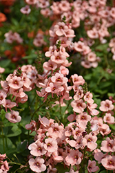 My Darling Peach Twinspur (Diascia 'My Darling Peach') at Lakeshore Garden Centres