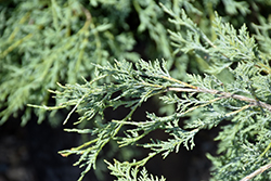 Table Top Juniper (Juniperus scopulorum 'Table Top') at Lakeshore Garden Centres