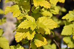 Sunny Outlook Ninebark (Physocarpus opulifolius 'Podaras 3') at Lakeshore Garden Centres