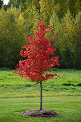 Wildfire Black Gum (Nyssa sylvatica 'Wildfire') at Lakeshore Garden Centres