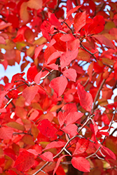 Wildfire Black Gum (Nyssa sylvatica 'Wildfire') at Lakeshore Garden Centres
