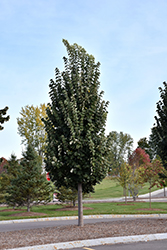 Brabant Linden (Tilia tomentosa 'Brabant') at Lakeshore Garden Centres